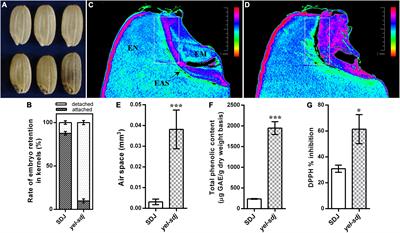 Mutations in OsDET1, OsCOP10, and OsDDB1 confer embryonic lethality and alter flavonoid accumulation in Rice (Oryza sativa L.) seed